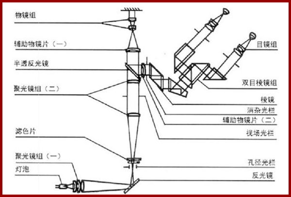 看芯片內部結構采用什么顯微鏡