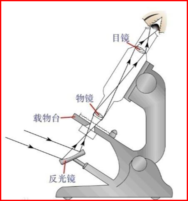 兒童顯微鏡